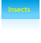 Insects