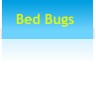 Bed Bugs