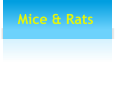 Mice & Rats