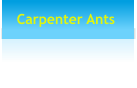 Carpenter Ants